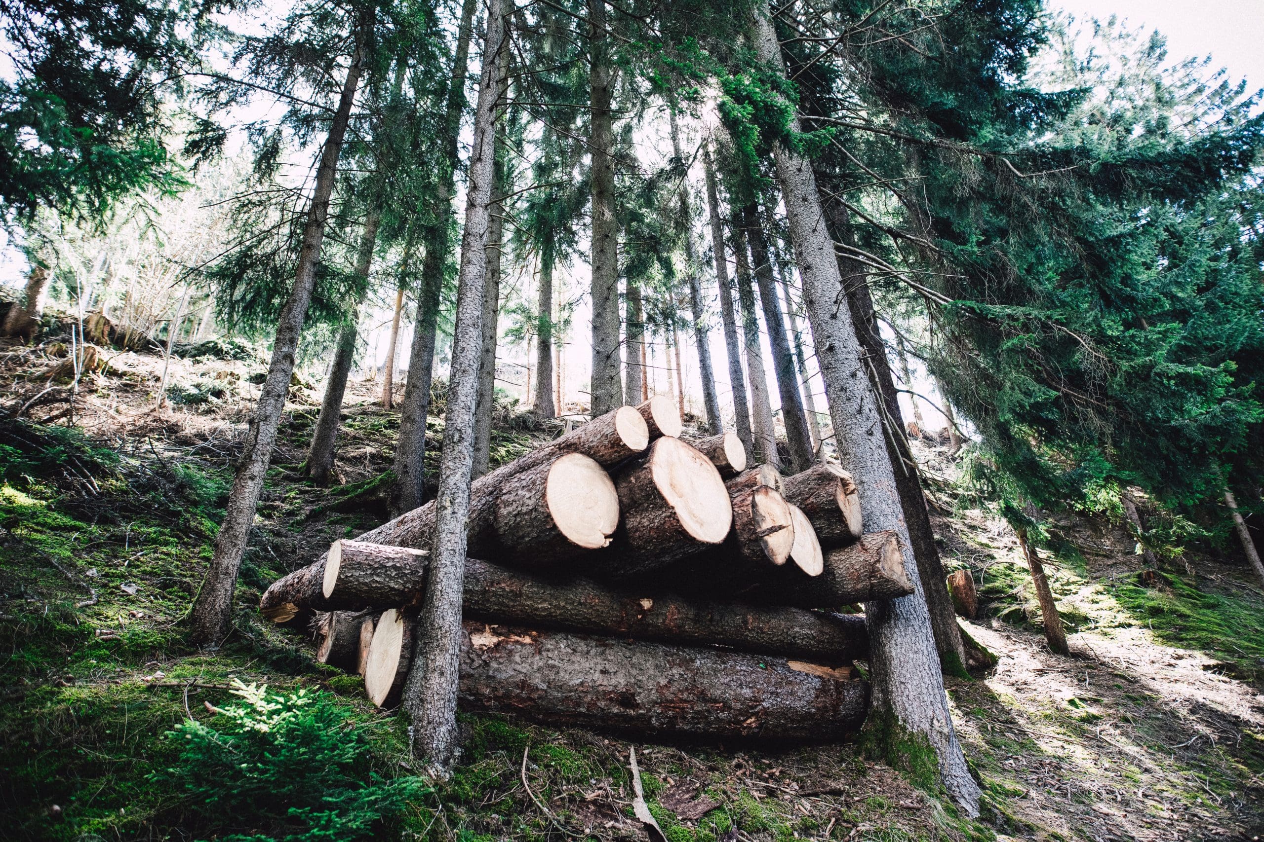 Holzstämme in einem Wald